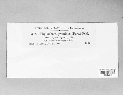 Phyllachora image